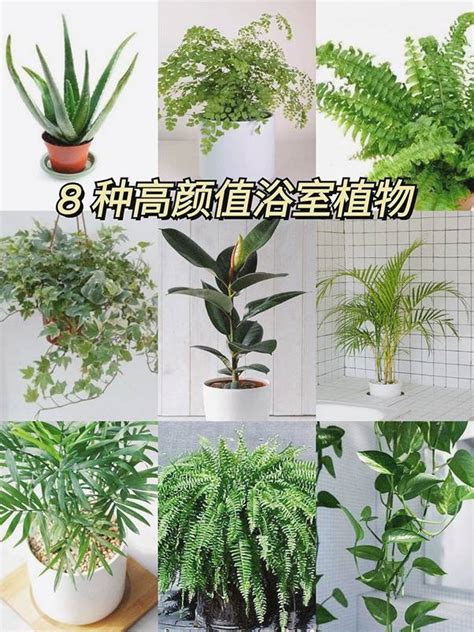 浴室盆栽推薦|浴室風水放什麼植物？室內植物專家授你活用植物提升居家生活品。